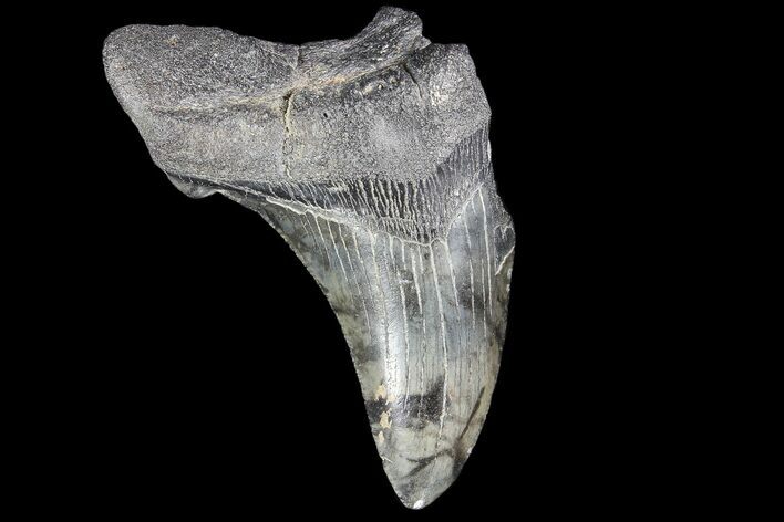 Partial, Fossil Megalodon Tooth #89414